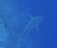 Carcharhinus galapagensis
