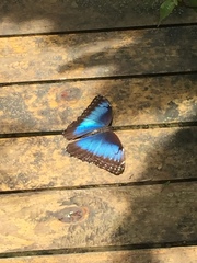 Morpho helenor narcissus