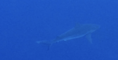 Carcharhinus galapagensis