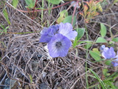 Phacelia divaricata