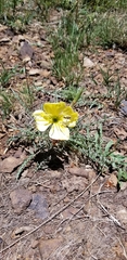 Oenothera flava