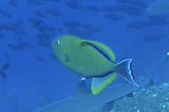 Xanthichthys mento