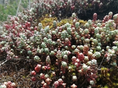 Sedum brevifolium