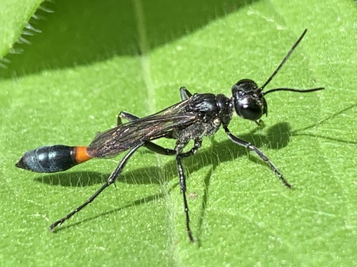 Common thread-waisted wasp