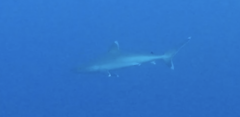 Carcharhinus albimarginatus