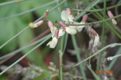 Astragalus convallarius