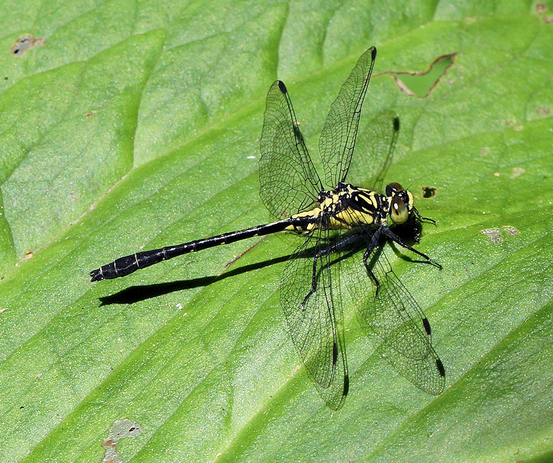 Southern Pygmy Clubtail