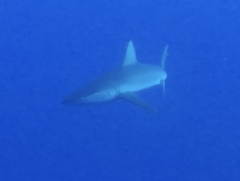 Carcharhinus galapagensis