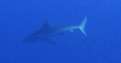 Carcharhinus galapagensis