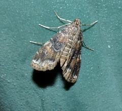 Elophila responsalis