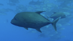 Caranx lugubris