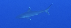 Carcharhinus albimarginatus