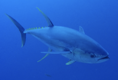 Yellowfin Tuna photo 4