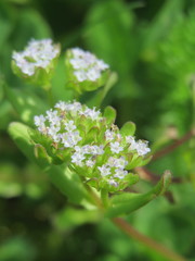 Valerianella locusta