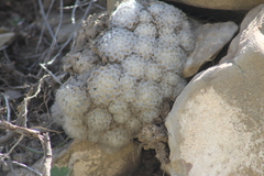 Mammillaria plumosa