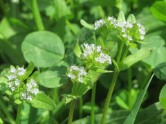 Valerianella locusta