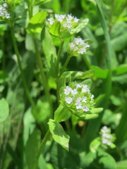 Valerianella locusta