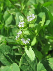 Valerianella locusta