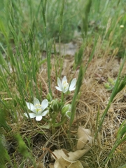 Ornithogalum baeticum