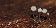 Mycena piringa