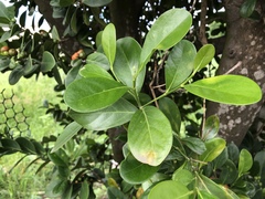 Suregada aequorea