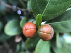 Suregada aequorea