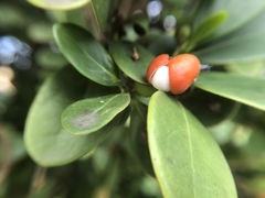 Suregada aequorea