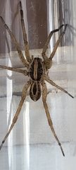 Schizocosa avida