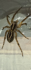 Schizocosa avida