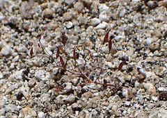 Nemacladus longiflorus