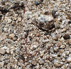 Nemacladus longiflorus