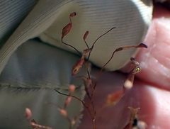 Nemacladus longiflorus