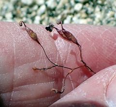 Nemacladus longiflorus