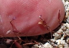 Nemacladus longiflorus