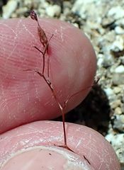 Nemacladus longiflorus