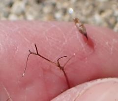 Nemacladus longiflorus