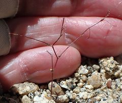 Nemacladus longiflorus