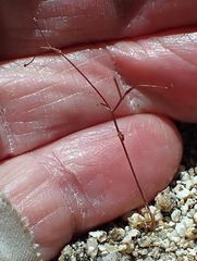 Nemacladus longiflorus