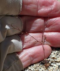 Nemacladus longiflorus