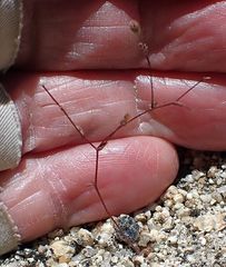 Nemacladus longiflorus