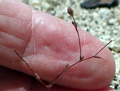 Nemacladus longiflorus