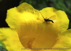 Synoza cornutiventris