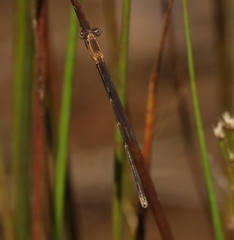 Lestes forficula
