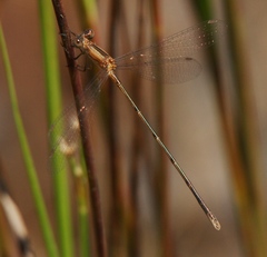 Lestes forficula