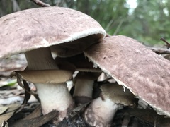 Agaricus austrovinaceus