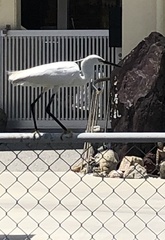 Egretta garzetta