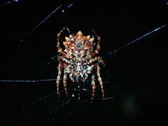 Acanthepeira