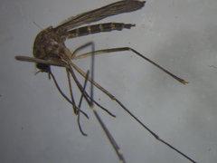 Aedes antipodeus