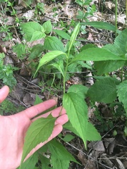 Solidago flaccidifolia