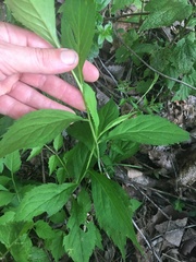 Solidago flaccidifolia